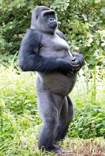 животное млекопитающее примат