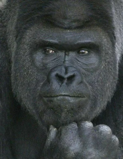 mammal animal primate