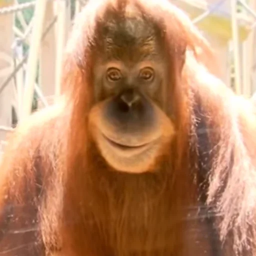 животное млекопитающее примат