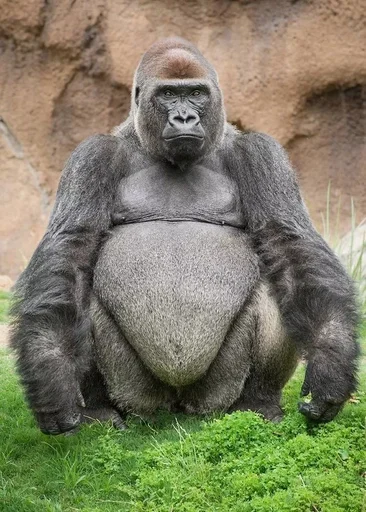 animal mammal primate