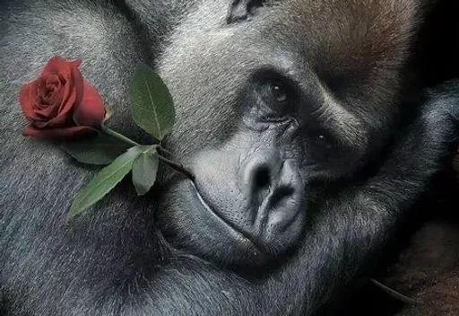 animal mammal primate