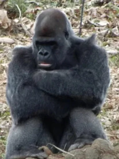 mammal animal primate