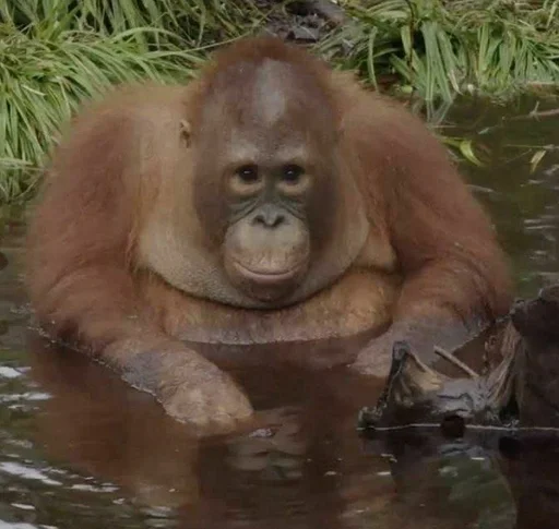 млекопитающее животное примат