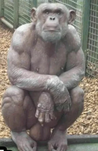 млекопитающее животное примат