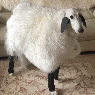 Стикер borzoi🌹 - 0