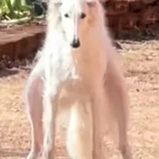 Стикер borzoi🌹 - 10