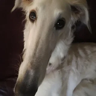 Стикер borzoi🌹 - 4