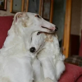 Стикер borzoi🌹 - 3