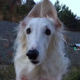 Стикер borzoi🌹 - 6