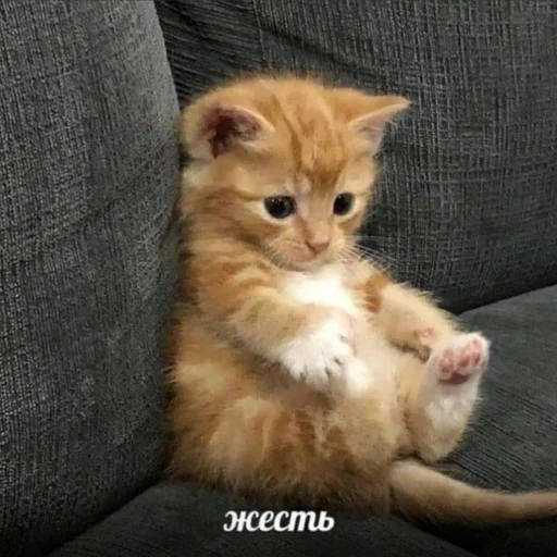 BosunServeLaid :: @fStikBot - животное