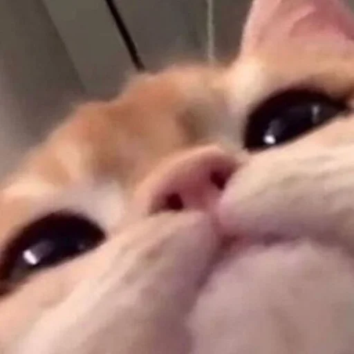 кошка млекопитающее животное