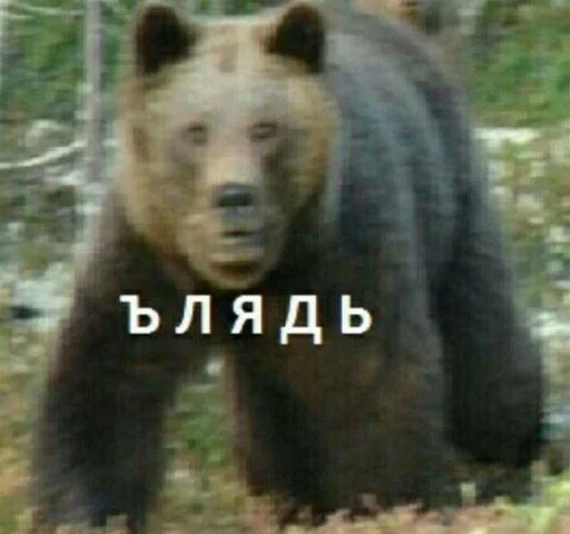 млекопитающее животное медведь