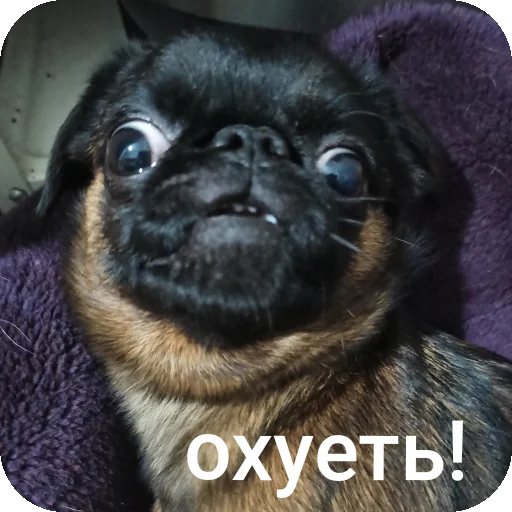 Брабогриффотусаекб - 