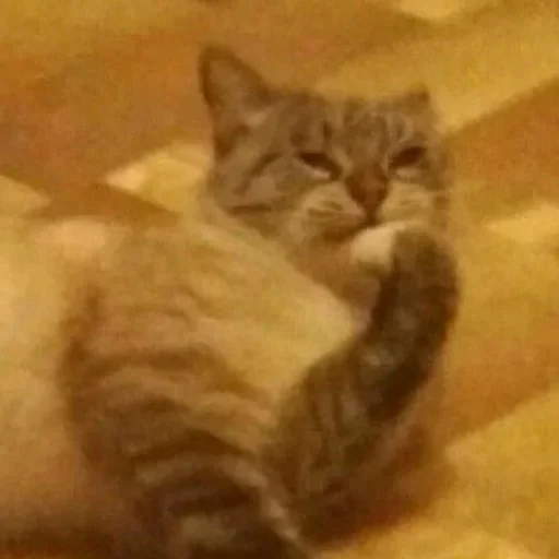 Sticker Хлебные Кисы ❤️ - 1