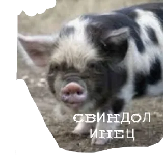 Стикер Брэд це шо - 5