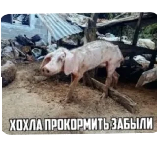 Стикер Брэд це шо - 3