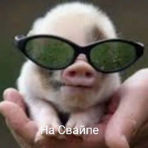 Стикер Брэд це шо - 8