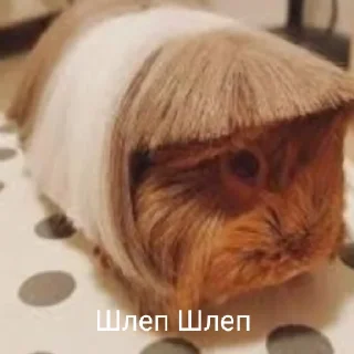 Стикер Брэд це шо - 6