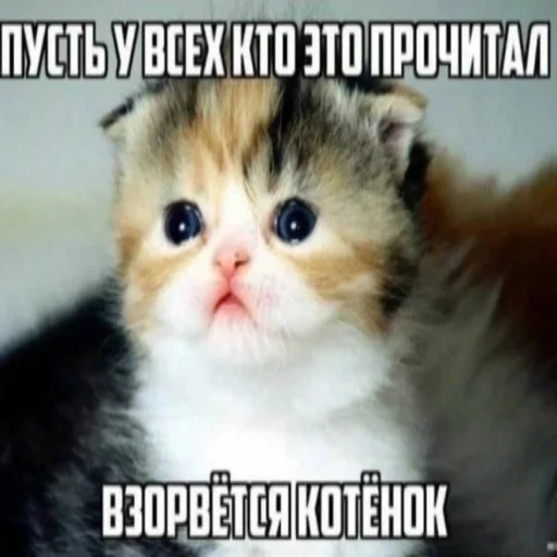 Brodya roflz @brodya_issue - 