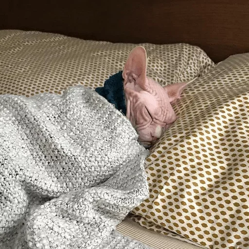 Sticker BrokenCat_by_e4zybot - 1