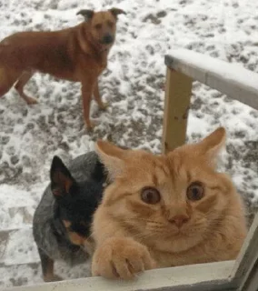 Sticker Broken Cat | @ll1k4 - 1