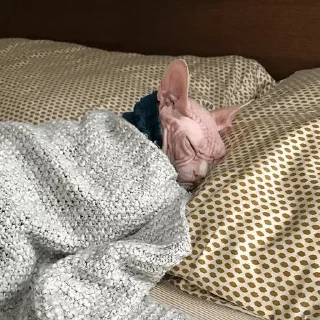 Sticker Broken Cat | @ll1k4 - 4