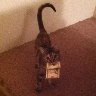 Sticker Broken Cat | @ll1k4 - 8