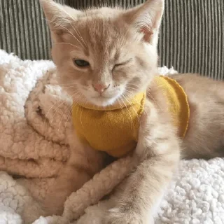 Sticker Broken Cat | @ll1k4 - 6