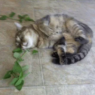 Sticker Broken Cat | @ll1k4 - 3