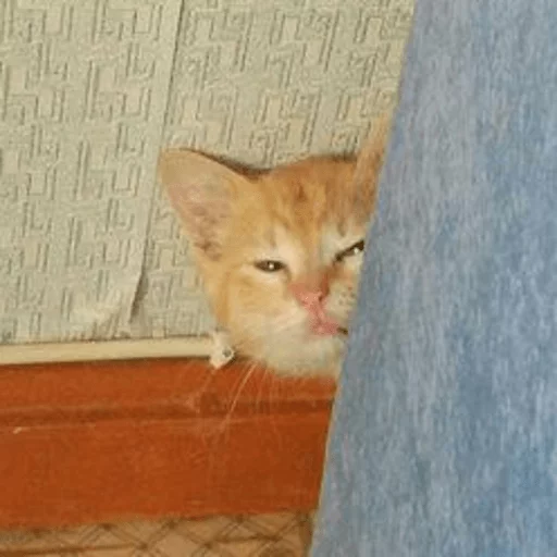 животное млекопитающее кошка