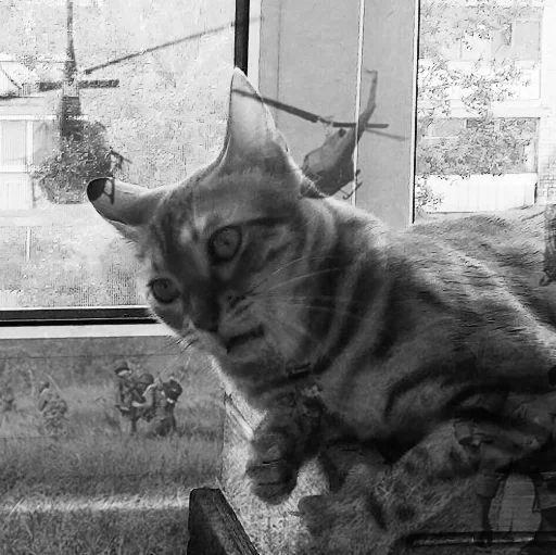 domestic cat cat mammal