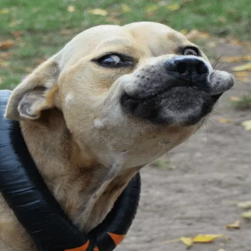 порода собак животное на открытом воздухе