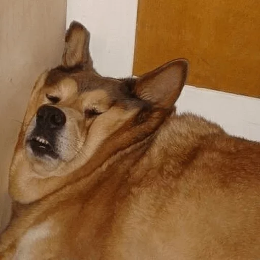 млекопитающее животное домашнее животное