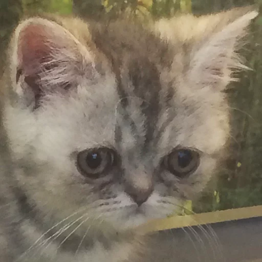 млекопитающее животное кошка