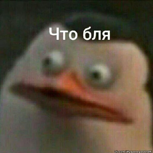 животное птица клюв