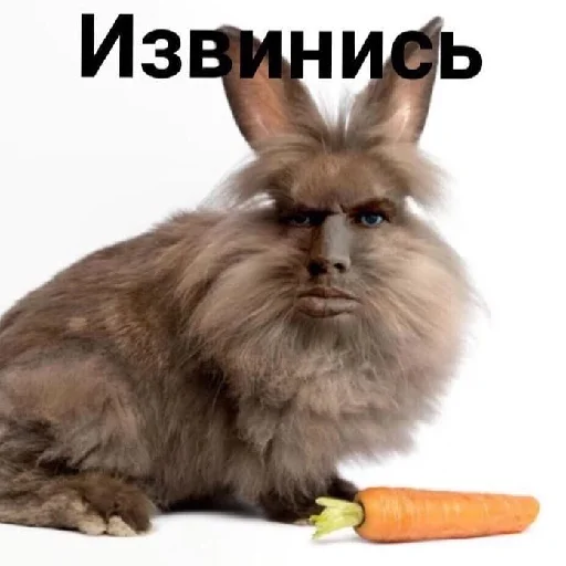 кролик кролики и зайцы морковь