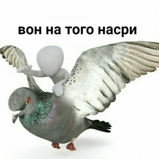 animal bird pigeon