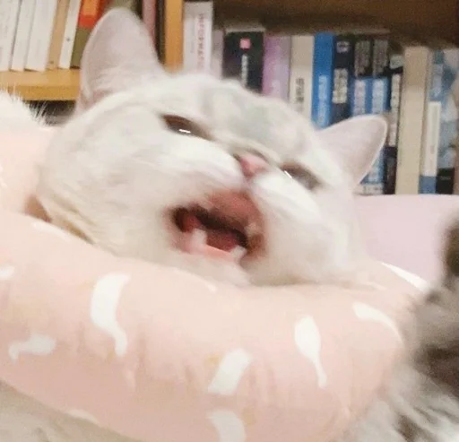 بِسَسْ💜🐈 - 