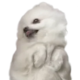 Стикер BubWhiteShpitz - 9