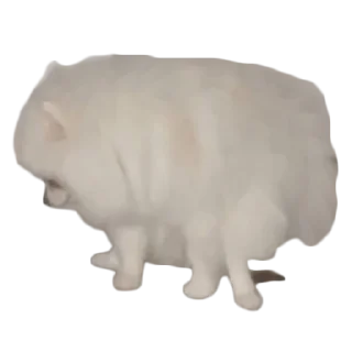 Стикер BubWhiteShpitz - 2