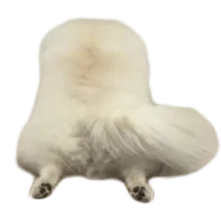 Стикер BubWhiteShpitz - 5