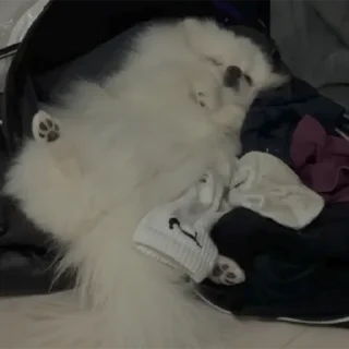 Стикер BubWhiteShpitz - 11