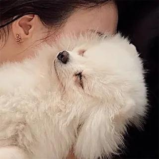 Стикер BubWhiteShpitz - 7