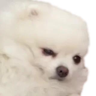 Стикер BubWhiteShpitz - 6