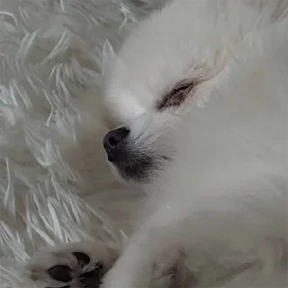 Стикер BubWhiteShpitz - 1