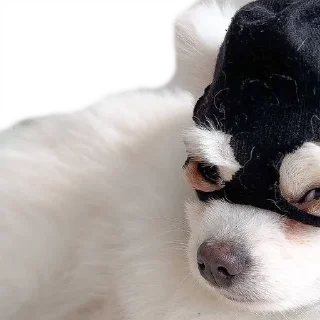 Стикер BubWhiteShpitz - 10