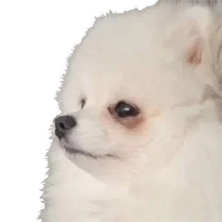 Стикер BubWhiteShpitz - 3