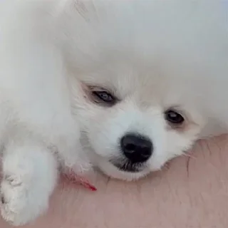 Стикер BubWhiteShpitz - 8