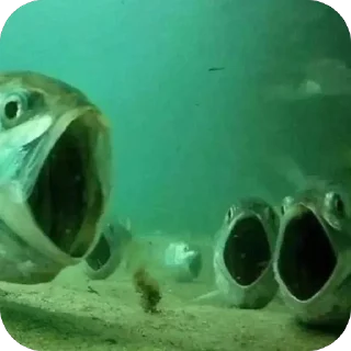 Стикер Bubblecum - 2