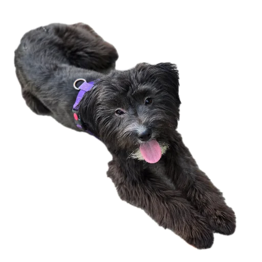 Бубырдерсы - 